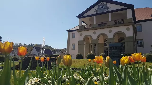 gelbe Tulpen im Vordergrund, Schloss im Hintergrund